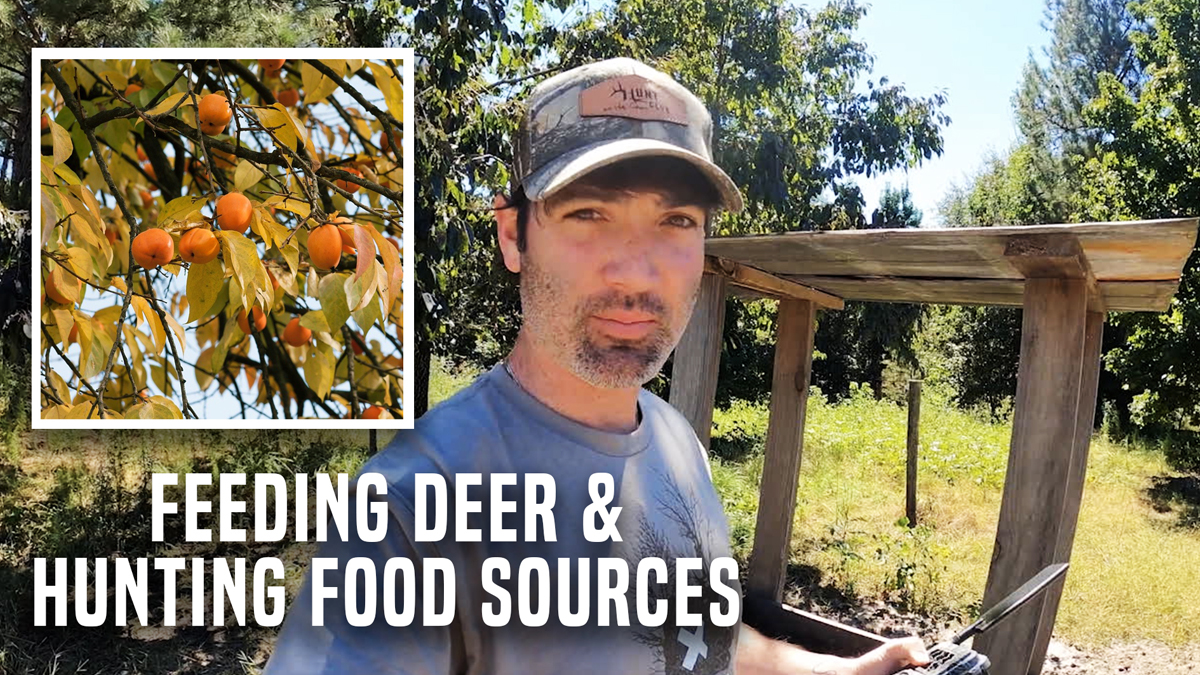 What to Do When Your Bucks Disappear? | Early Fall Deer Food Sources ...