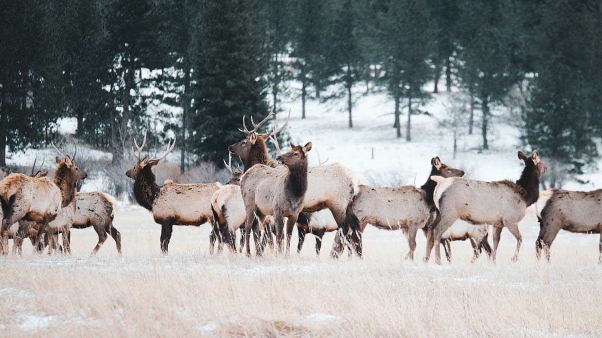 Outdoor America 1 diy elk 1 DIY Elk Hunting in New Mexico