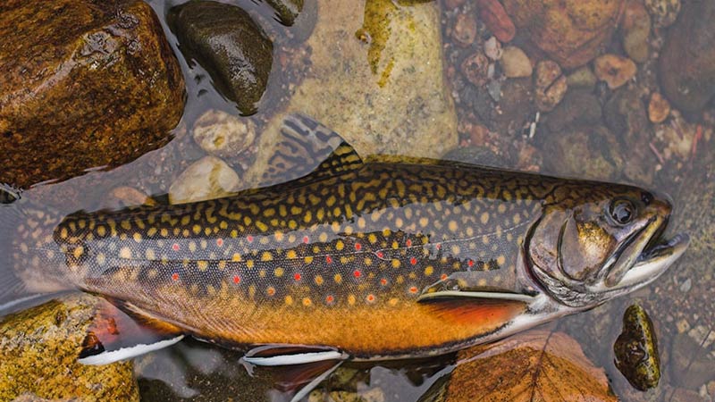 Best Locations to Fish for Native Brook Trout in the Northeast ...